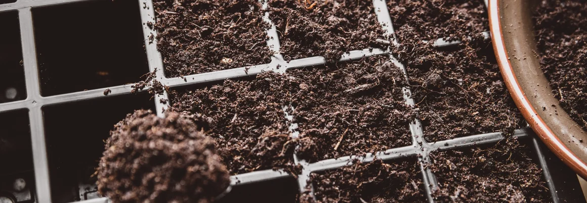 Schwarze Anzuchtschale wird mit Erde befüllt